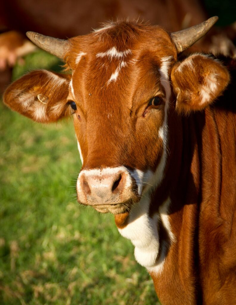 A brown cow with horns gazing directly at the camera in a sunlit field. Greeley, Colorado